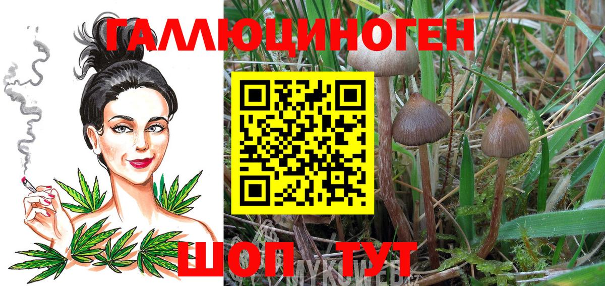 Нижнекамск  Галлюциногенные грибы Psilocybine cubensis  Вход с VPN 